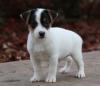 Продам щенка Finland, Oulu Jack Russell Terrier