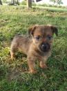 Puppies for sale Kyrgyzstan, Osh Australian Terrier