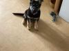 Puppies for sale Spain, Madrid German Shepherd Dog