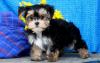 Puppies for sale Ireland, Cork Mixed breed, Morkie