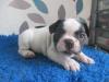 Puppies for sale Cyprus, Larnaca French Bulldog