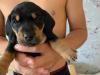 Puppies for sale France, Paris Dachshund