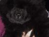 Puppies for sale Greece, Larissa Chow Chow