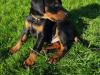 Puppies for sale Malta, Valletta Doberman