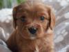 Puppies for sale Spain, Valencia King Charles Spaniel