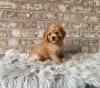 Puppies for sale Belgium, Liege , Cavapoo
