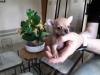 Puppies for sale Netherlands, Maastricht Chihuahua