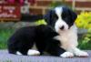 Puppies for sale Ireland, Cork Border Collie