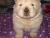 Puppies for sale Malta, Valletta Chow Chow