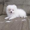 Puppies for sale Belgium, Brussels , Pomeranian