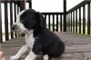 Puppies for sale Belgium, Gant Beagle