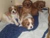 Puppies for sale Greece, Athens King Charles Spaniel