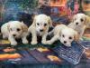 Puppies for sale Belgium, Antwerp Other breed, Cavachon 