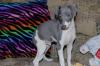 Puppies for sale Ireland, Cork Italian Greyhound