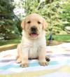Puppies for sale Belgium, Antwerp Labrador Retriever