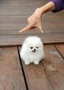 Puppies for sale Belgium, Charleroi Pomeranian Spitz