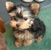 Puppies for sale Germany, Duisburg Yorkshire Terrier