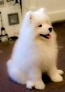Puppies for sale Portugal, Gondomar Samoyed dog (Samoyed)
