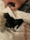Puppies for sale Czech Republic, Prague Pug