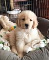 Puppies for sale Belgium, Bruges Golden Retriever