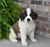 Puppies for sale Greece, Thessaloniki Other breed, SAINT BERNARD