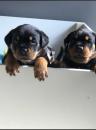 Puppies for sale Greece, Athens Rottweiler