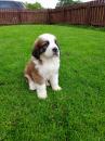 Puppies for sale Germany, Hannover Other breed, SAINT BERNARD