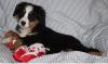 Puppies for sale Belgium, Gant Bernese Mountain Dog