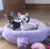 Puppies for sale Latvia, Riga Chihuahua