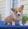 Puppies for sale Spain, Malaga , Welsh Corgi Pembroke