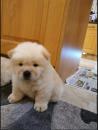 Puppies for sale Belgium, Bruges Chow Chow