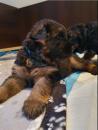 Puppies for sale Germany, Augsburg German Dog