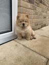 Puppies for sale Czech Republic, Luhacovice Chow Chow