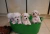 Puppies for sale Belgium, Antwerp Maltese