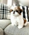 Puppies for sale Slovakia, Bratislava Shih Tzu