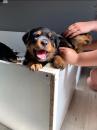 Puppies for sale Netherlands, Valveyk Rottweiler