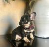 Puppies for sale Belgium, Liege French Bulldog