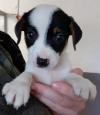Puppies for sale Cyprus, Paphos Jack Russell Terrier