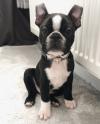 Puppies for sale Spain, Seville Boston Terrier