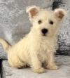 Puppies for sale Spain, Bilbao West Highland White Terrier