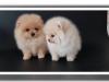 Puppies for sale Greece, Larissa Pomeranian Spitz