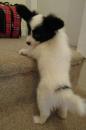 Puppies for sale Belgium, Charleroi Papillon and Phalene