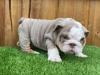 Puppies for sale Finland, Rovaniemi English Bulldog