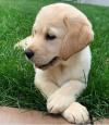 Puppies for sale Belgium, Antwerp Labrador