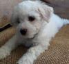Puppies for sale Belgium, Charleroi Bichon