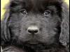 Puppies for sale Portugal, Braga Newfoundland