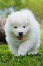Puppies for sale Netherlands, Rotterdam Samoyed dog (Samoyed)