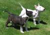 Puppies for sale Spain, Barcelona Bull Terrier