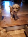 Puppies for sale Netherlands, Amsterdam Other breed, COCKAPOO