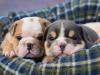 Puppies for sale Netherlands, Hemstede English Bulldog